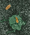 a false-color scanning electron micrograph showing two Salmonella bacteria on the surface of a cultured epithelial cell